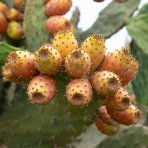 Opuncia figová (Opuntia ficus) ´INDICA´ - výška 40-60 cm, kont. C7L (-5°C)